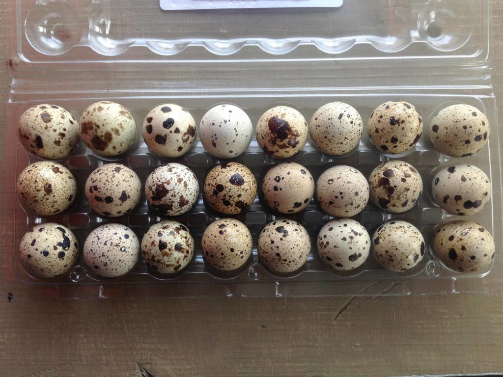 Small speckled eggs in clear carton; 3 rows of 8 eggs