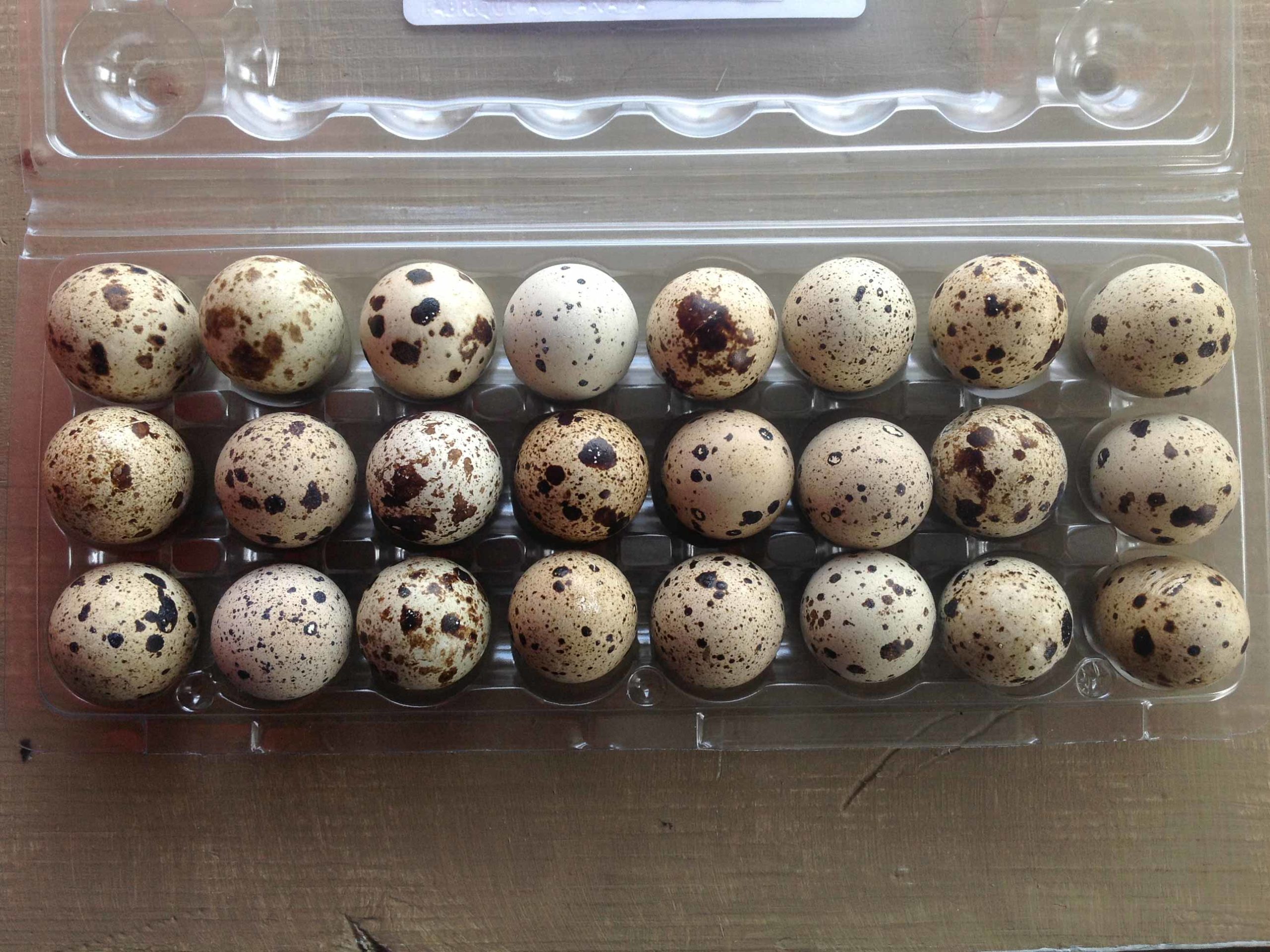Small speckled eggs in clear carton; 3 rows of 8 eggs